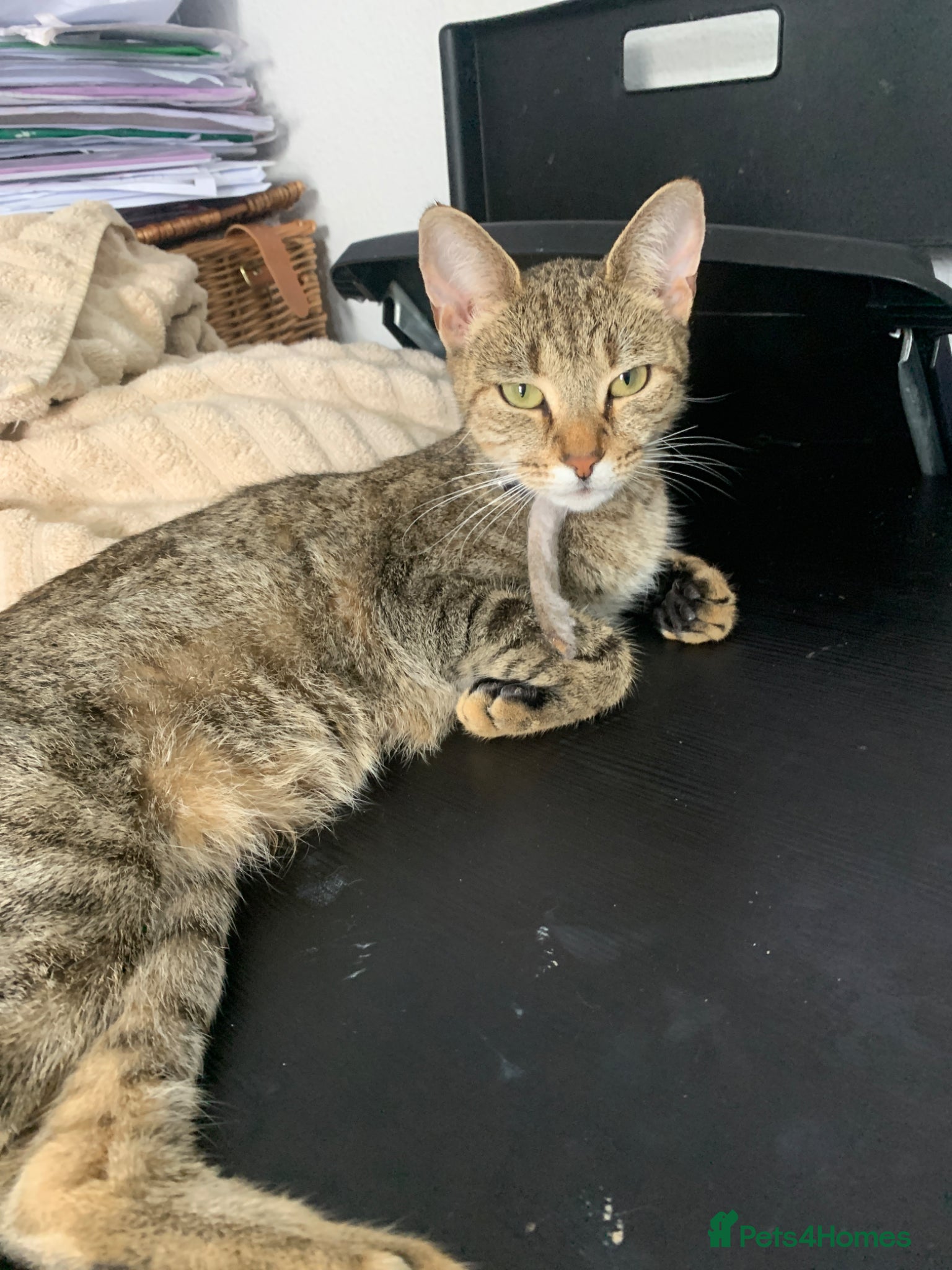 Mixed Breed cats Beautiful kittens for sale  - Advert 1