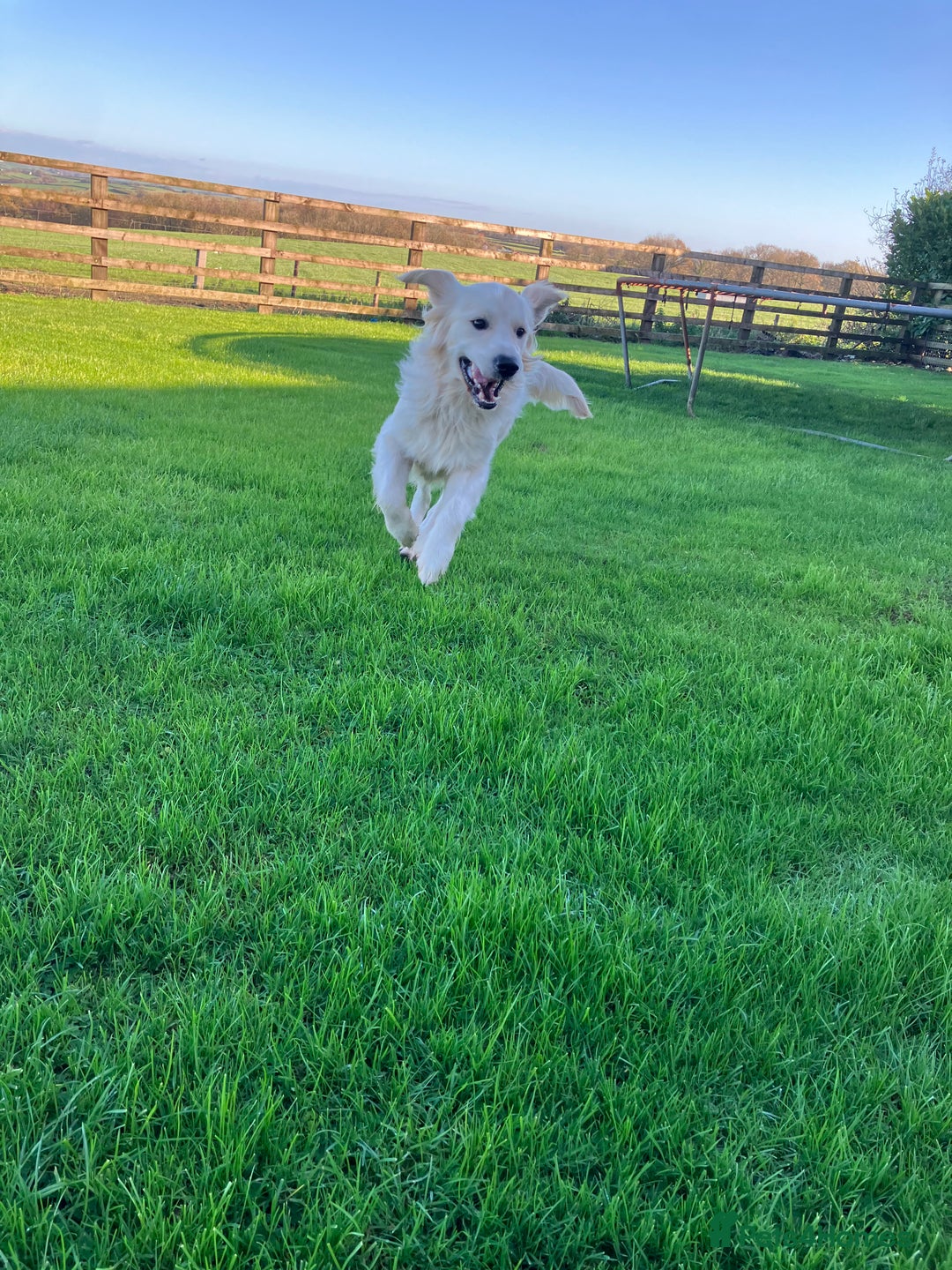 Golden Retriever dogs for sale: K.C reg  Handsome Boy  - Advert 10