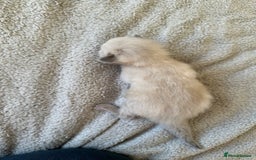 Ragdoll cats for sale: RAGDOLL X KITTENS  - Image 12