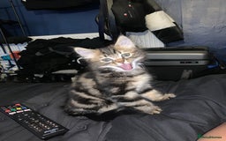 Siberian cats for sale: LONG HAIRED TABBY KITTEN MALE  - Image 5