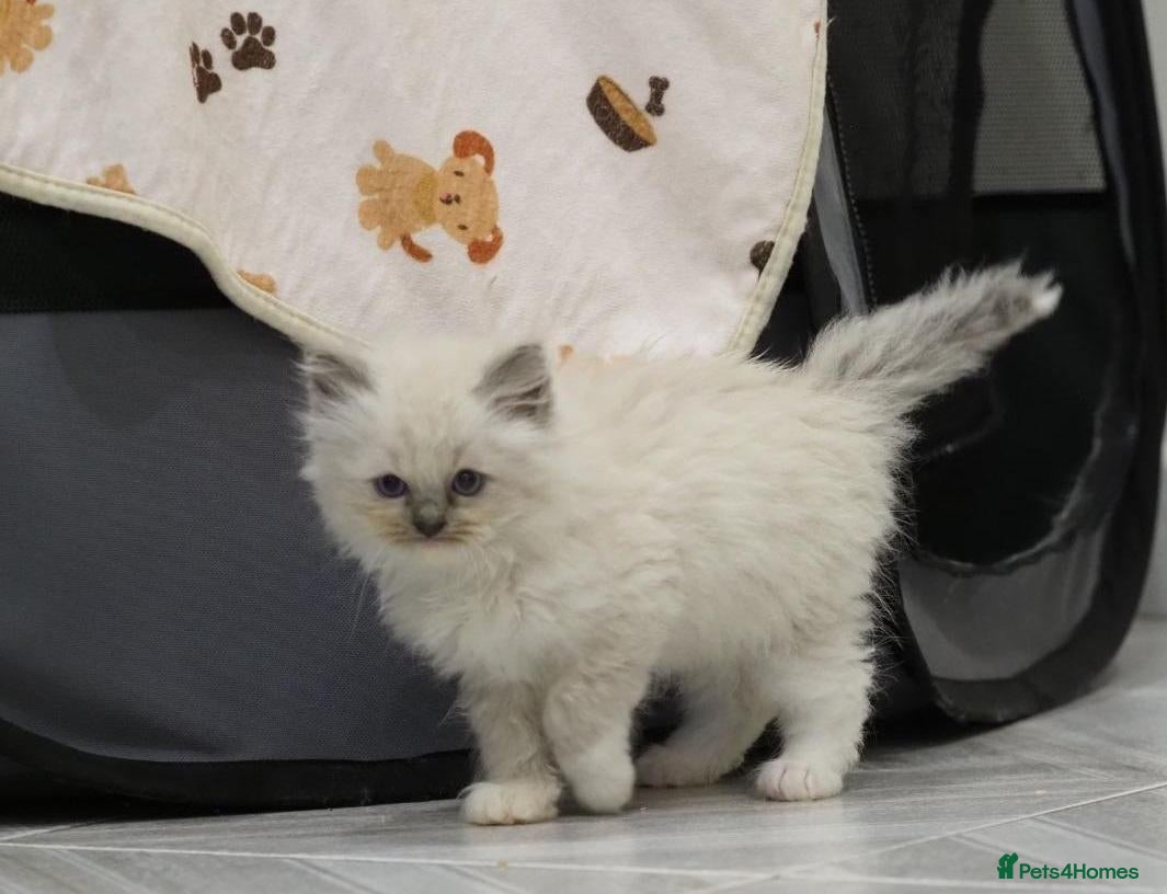 Ragdoll cats 🐾💙 6 Beautiful Blue-Eyed Ragdoll ned Homes! 💙💷 - Advert 14
