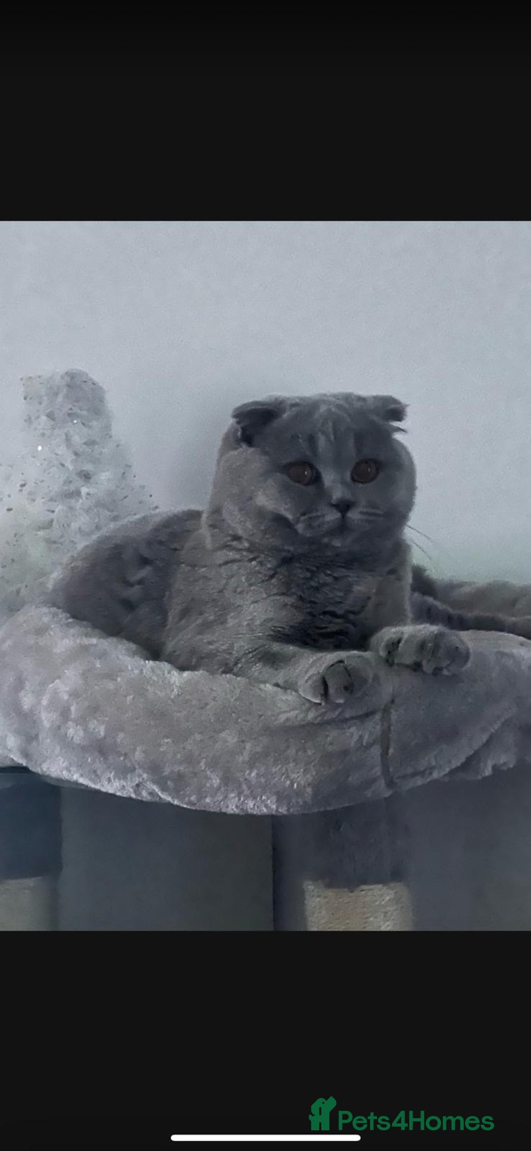 Scottish Fold cats for sale: 🐱TICA Scottish fold & Scottish straight kittens  - Image 9