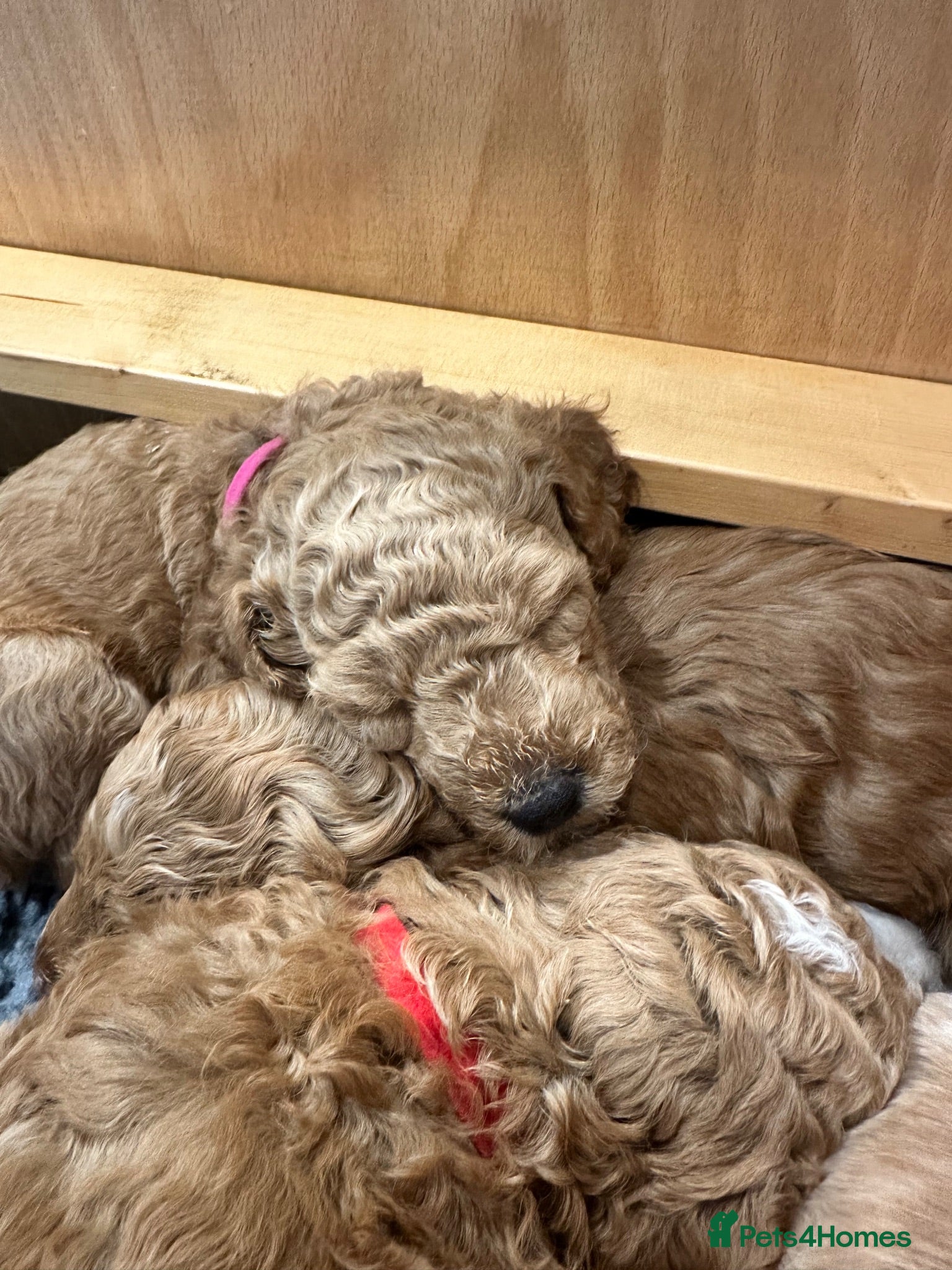 Mini Goldendoodle dogs High quality miniature Goldendoodles - Advert 2