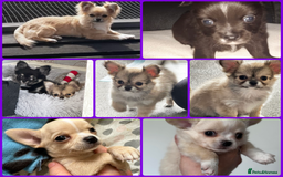 Chihuahua dogs for stud: Handsome Chihuahua for stud - Image 10
