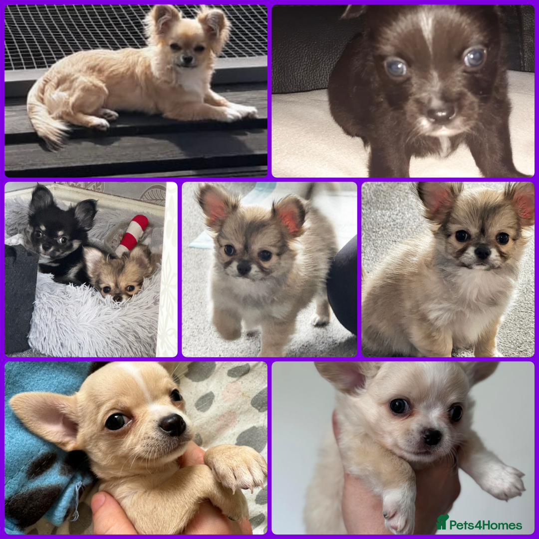 Chihuahua dogs for stud: Handsome Chihuahua for stud - Image 10