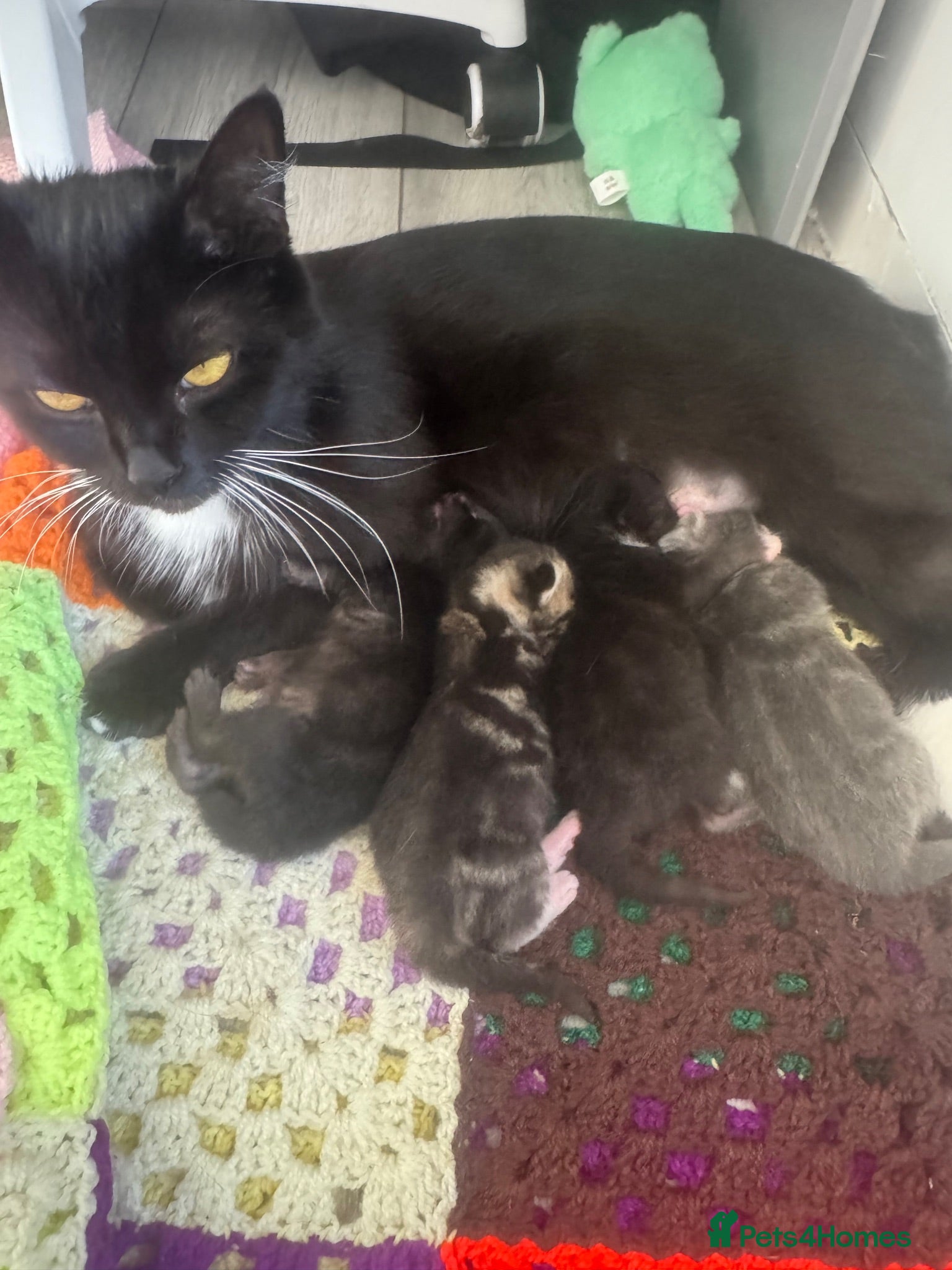 Mixed Breed cats Kittens - Advert 1