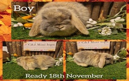 Mini Lop rabbits for sale: Mini lop kits available to reserve  - Advert 6
