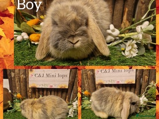 Mini Lop rabbits Mini lop kits ready now - Advert 3