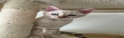 Bengal cats for sale: Snow bengal kittens in Otley - Advert 10