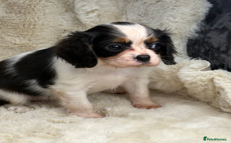 Cavalier King Charles Spaniel dogs - Advert 1