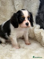 Cavalier King Charles Spaniel dogs READY NOW Health tested King Charles spaniel pups - Advert 10