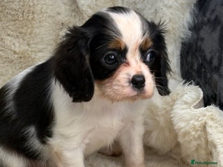 Cavalier King Charles Spaniel dogs for sale - Advert 2