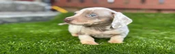Miniature Dachshund dogs for sale: ❤️Adorable Isabella Miniature Dachshund Puppies 🐶 - Advert 25