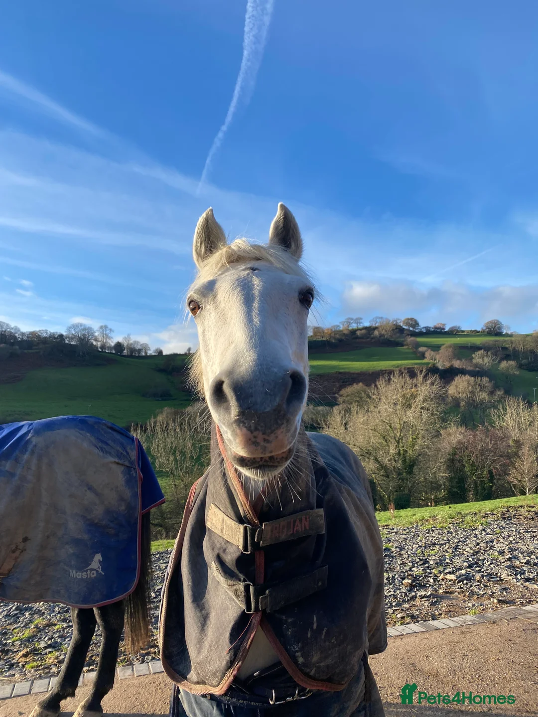 Connemara horses for sale: Beautiful Connie X Mare  - Advert 3