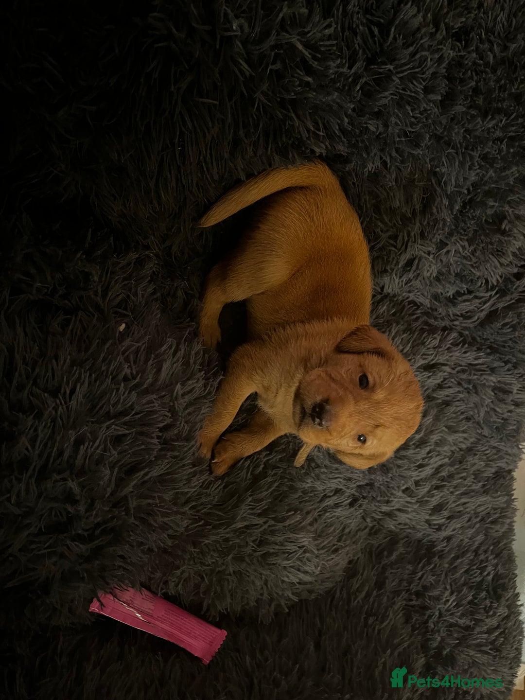 Labrador Retriever dogs for sale: Beautiful fox red puppies  - Advert 15