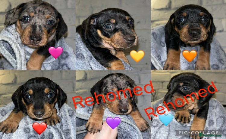 Miniature Dachshund dogs - Advert 5