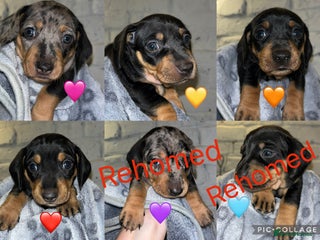 Miniature Dachshund dogs - Advert 1