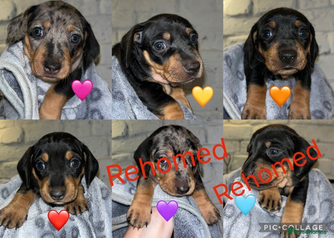Miniature Dachshund dogs - Advert 1