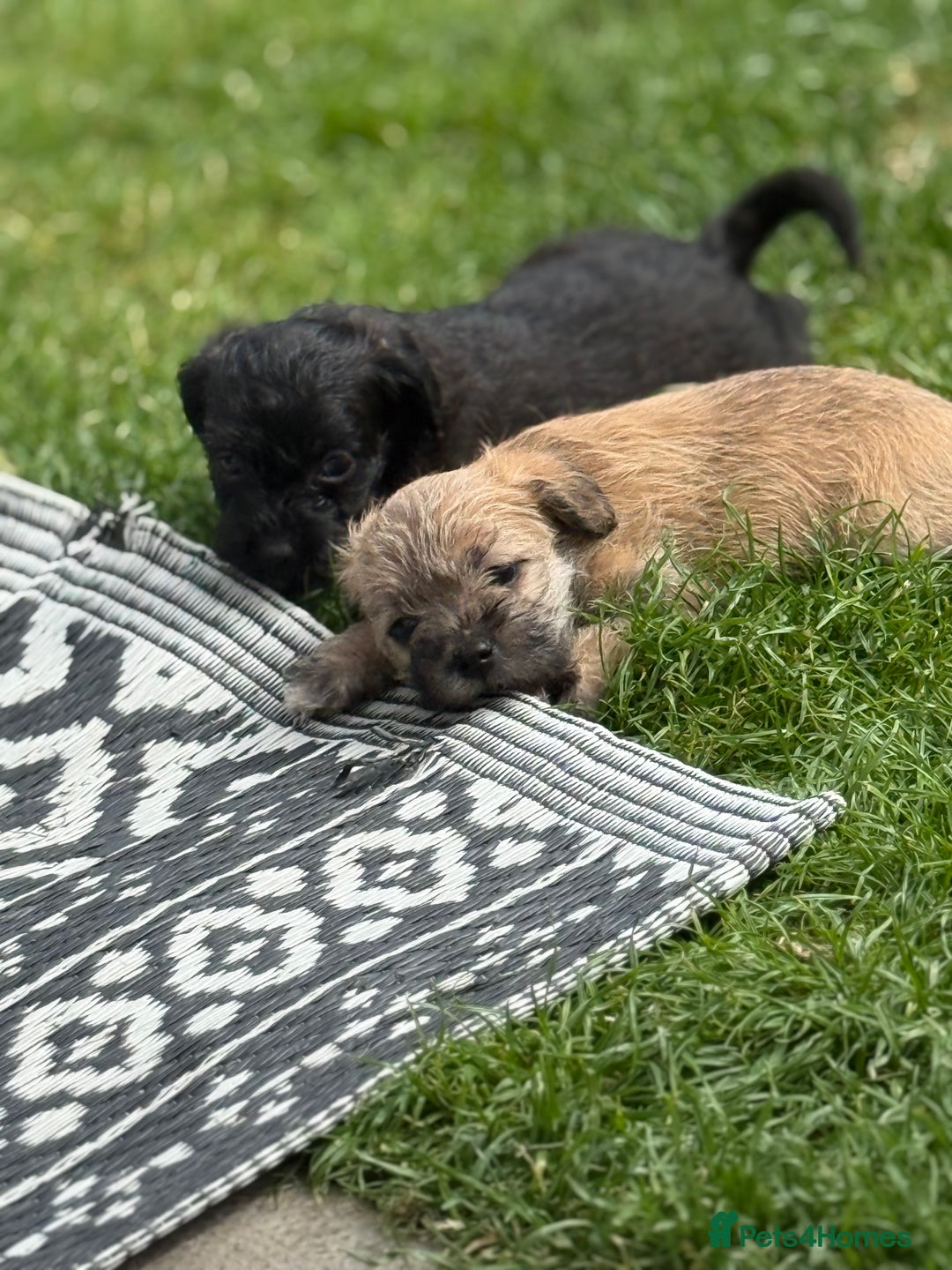 Yorkshire Terrier dogs for sale: Yorkies  - Image 17