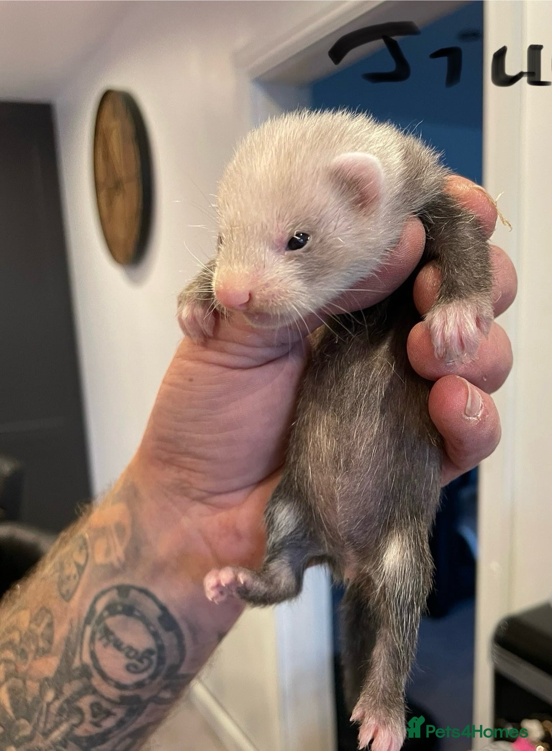 Ferret rodents for sale: Kits for sale - Image 1