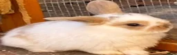 Mini Lop rabbits for sale: STINNING PURE BREED MINI LOPS AMAZING COLOURS - Advert 20
