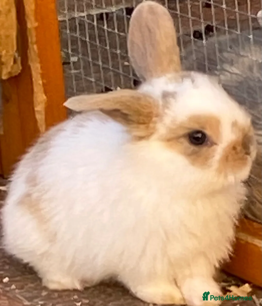 Mini Lop rabbits for sale: STINNING PURE BREED MINI LOPS AMAZING COLOURS - Advert 20