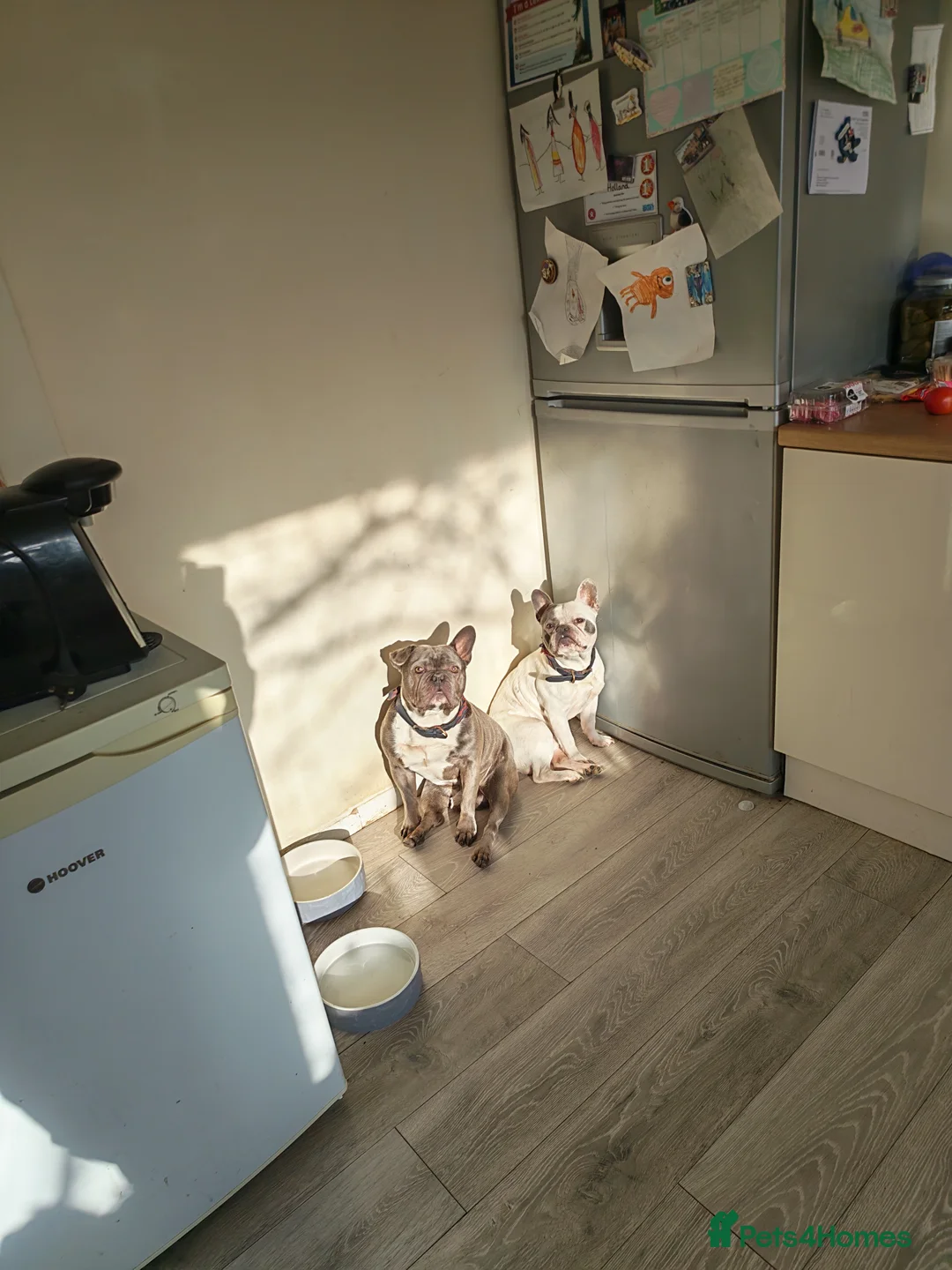 French Bulldog dogs for sale: 6 year old male frenchie - Advert 2