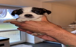 Jack Russell dogs for sale: Traditional jack Russell pups  - Image 5