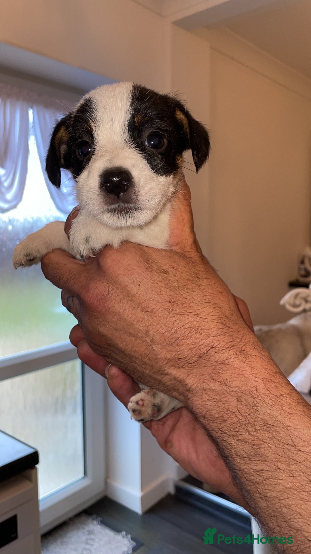 Jack Russell dogs for sale: Traditional jack Russell pups  - Image 5