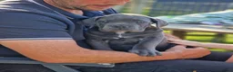 Cane Corso dogs for sale: Absolutely stunning Cane Corso’s  - Advert 18