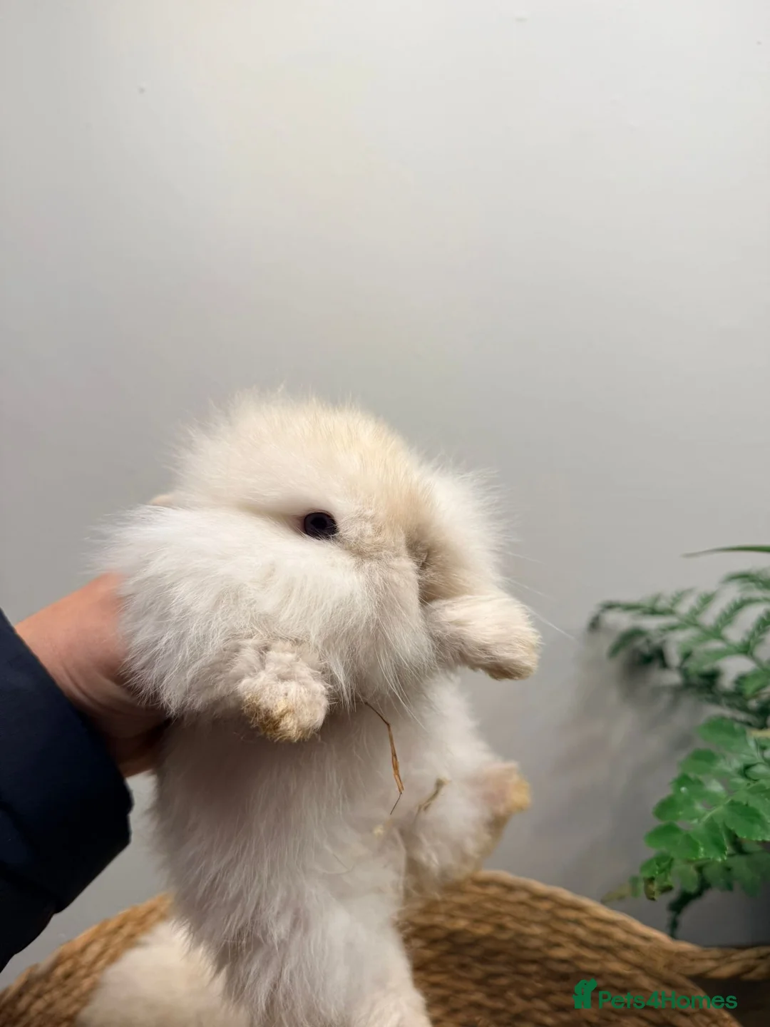 Mini Lion Lop rabbits for sale: Stunning Mini LionLops for Sale  - Advert 13