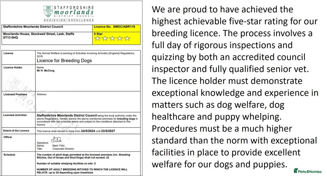 Cocker Spaniel dogs for sale: Stunning Show Cockers. Health Tested/KC Registered - Advert 17