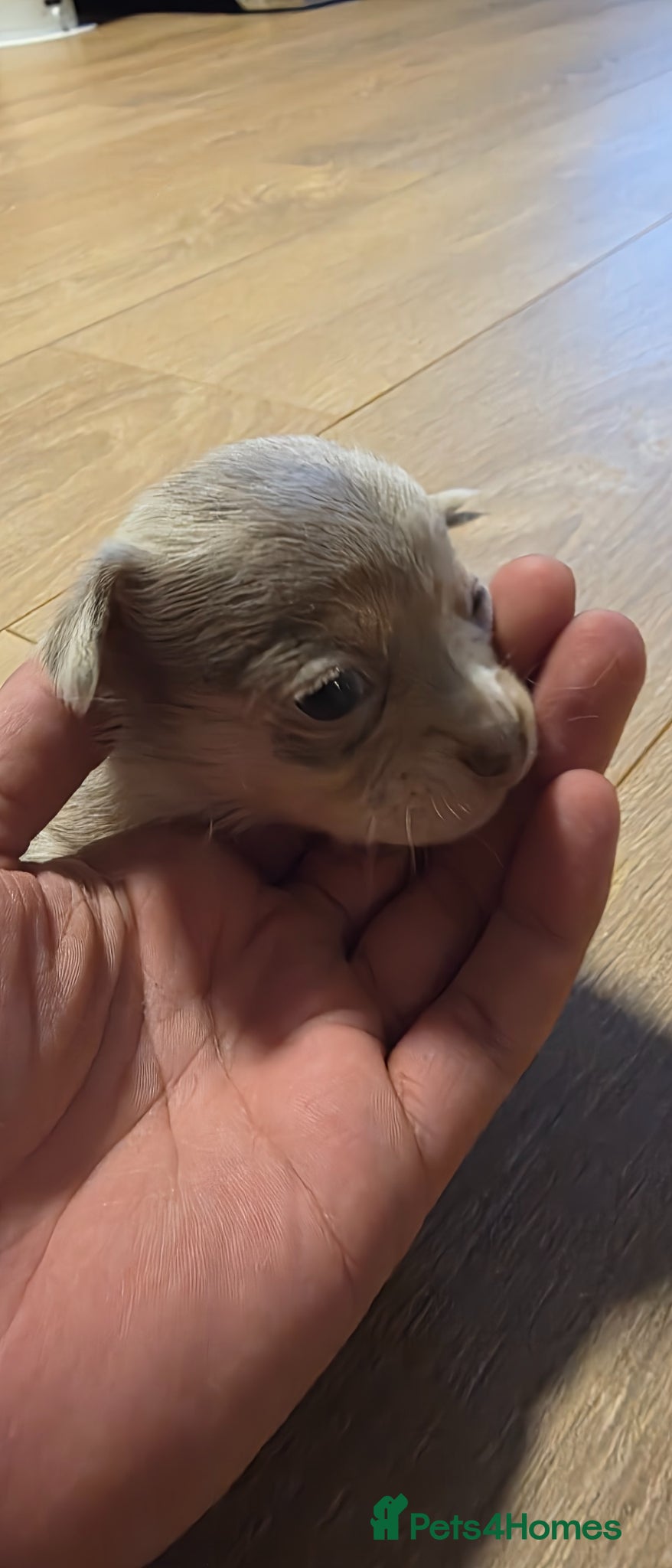 Chihuahua dogs for sale: Long & short haird chihuahua puppies  in Wirral - Advert 18