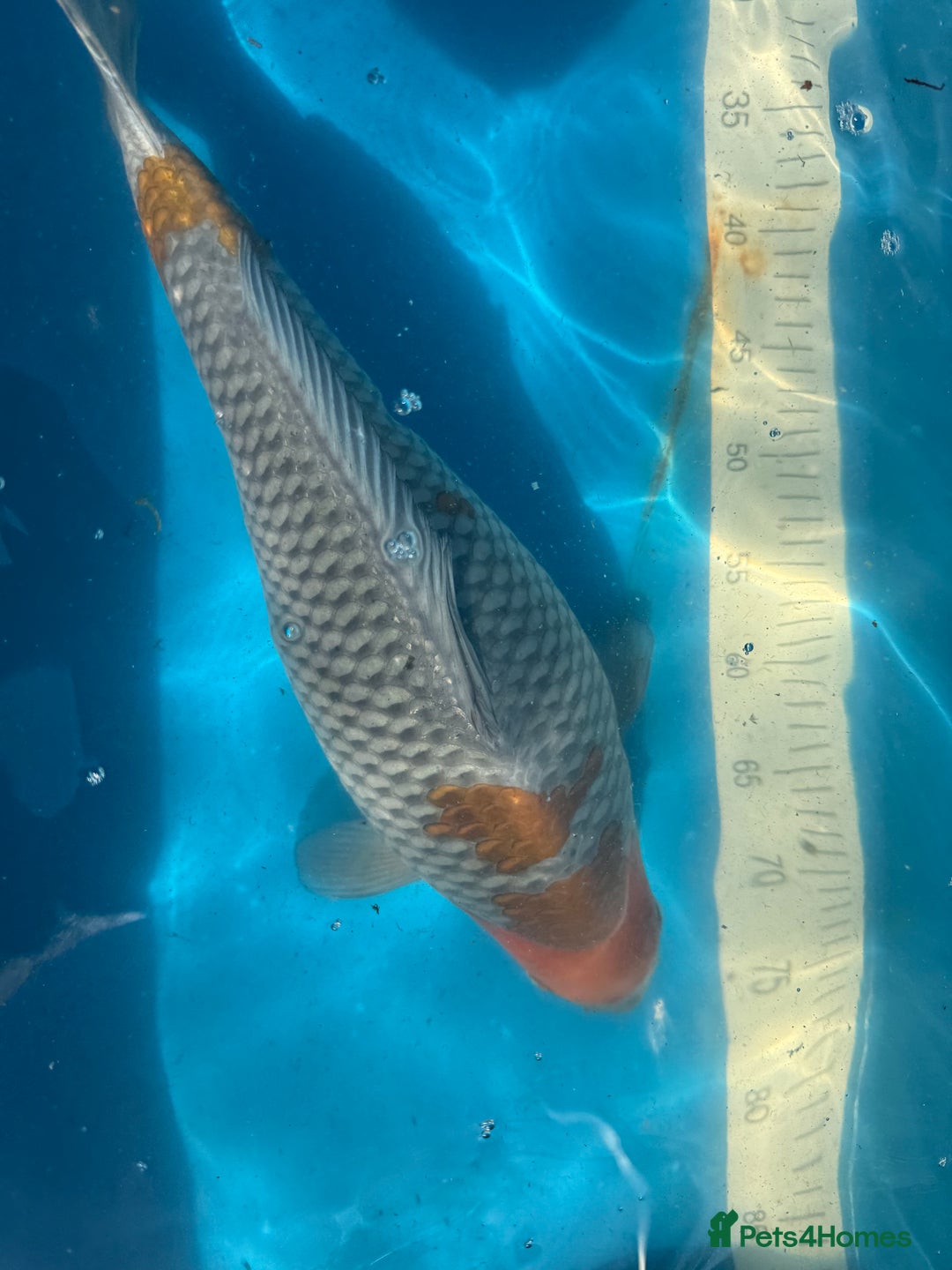 Koi Carp fish for sale: Various koi carp for sale  - Image 5
