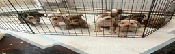American Bully dogs for stud: POCKET BULLY FOR STUD - Advert 4