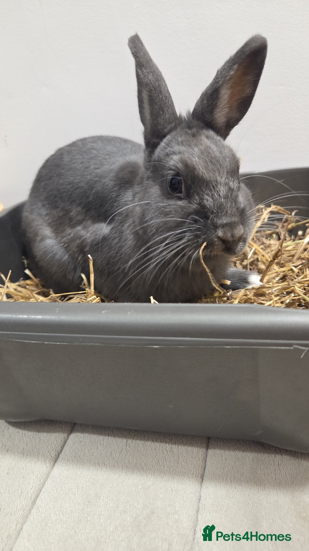 Netherland Dwarf rabbits for sale: Blue/grey Netherland Dwarf 9 month old Female - Advert 3