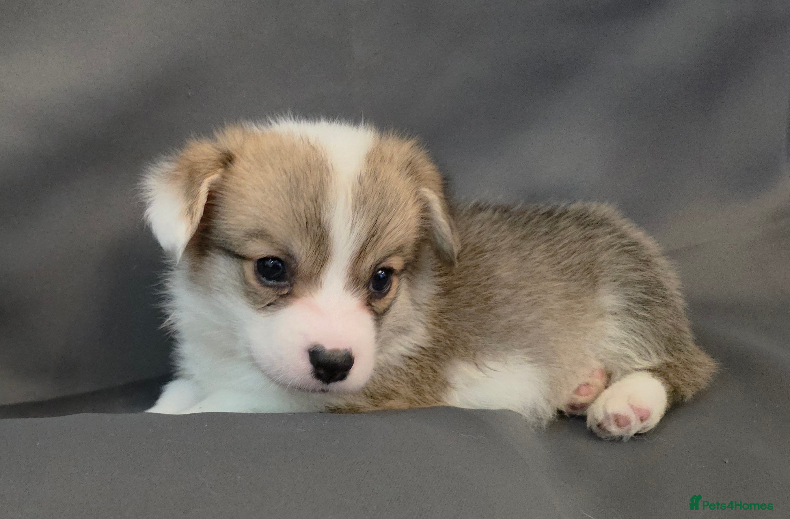 Welsh Corgi Pembroke dogs 33rd Generation RKC Bobtail Pembroke Corgi Pups - Advert 1