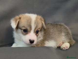 Welsh Corgi Pembroke dogs 33rd Generation RKC Bobtail Pembroke Corgi Pups - Advert 1
