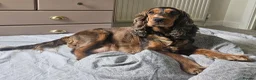 Cockapoo dogs for sale: LAST 2BOYS AVAILABLE  F1 cockapoo puppies  - Advert 14