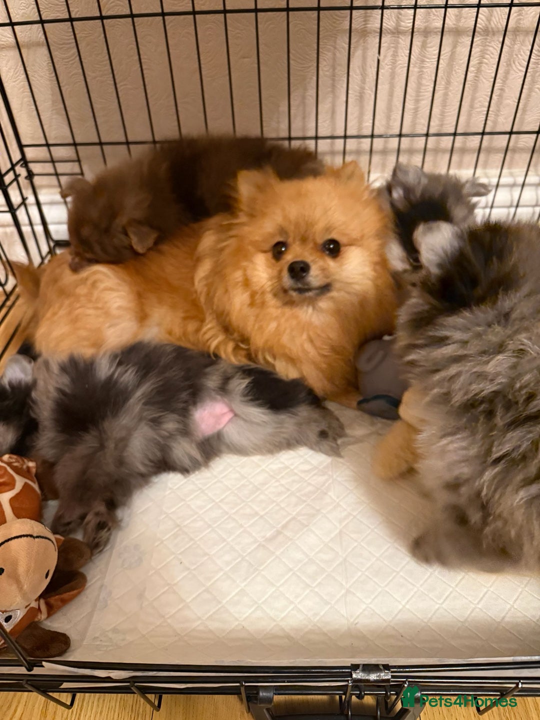Pomeranian dogs for sale: Pom Puppies - Advert 31