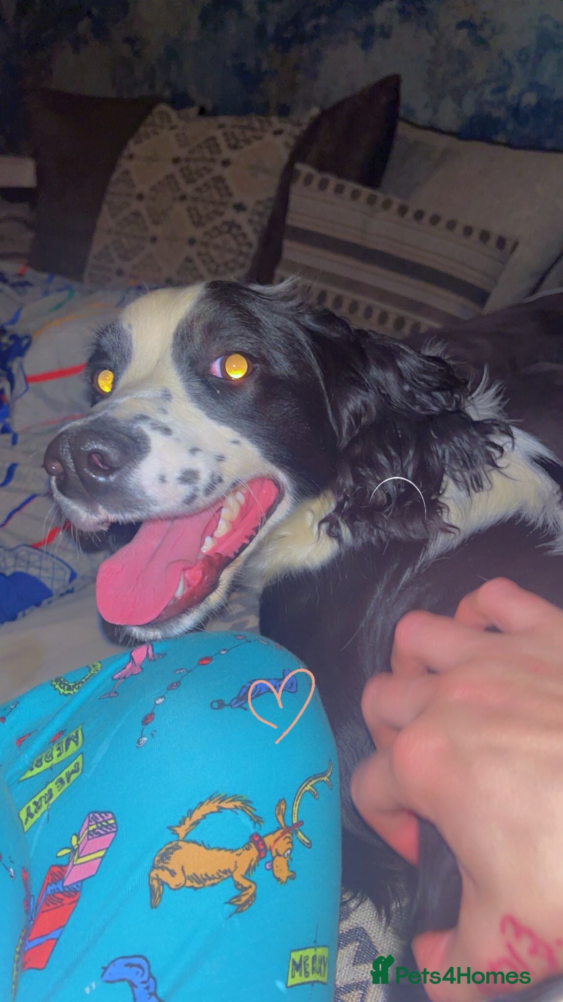 Cocker Spaniel dogs Keo 10 month male cocker spaniel  - Advert 2