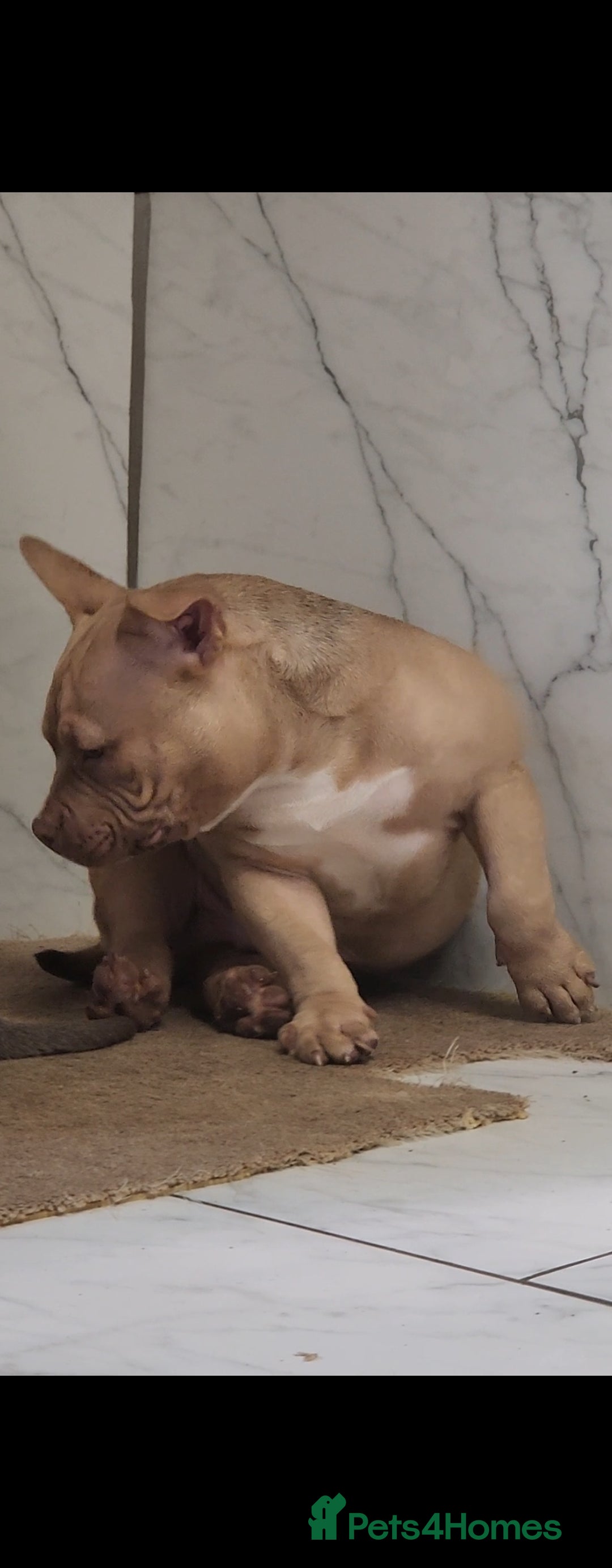 American Bully dogs for sale: American Bully female/ male with extreme future  - Image 8