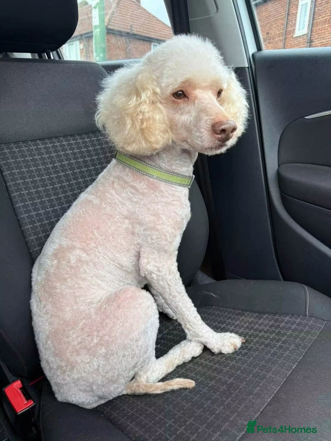 Cockapoo dogs for sale: cockapoo girl  - Advert 3