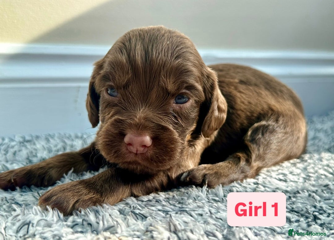 Cocker Spaniel dogs for sale: KC Reg Health Tested Working Cocker Spaniels - Image 1