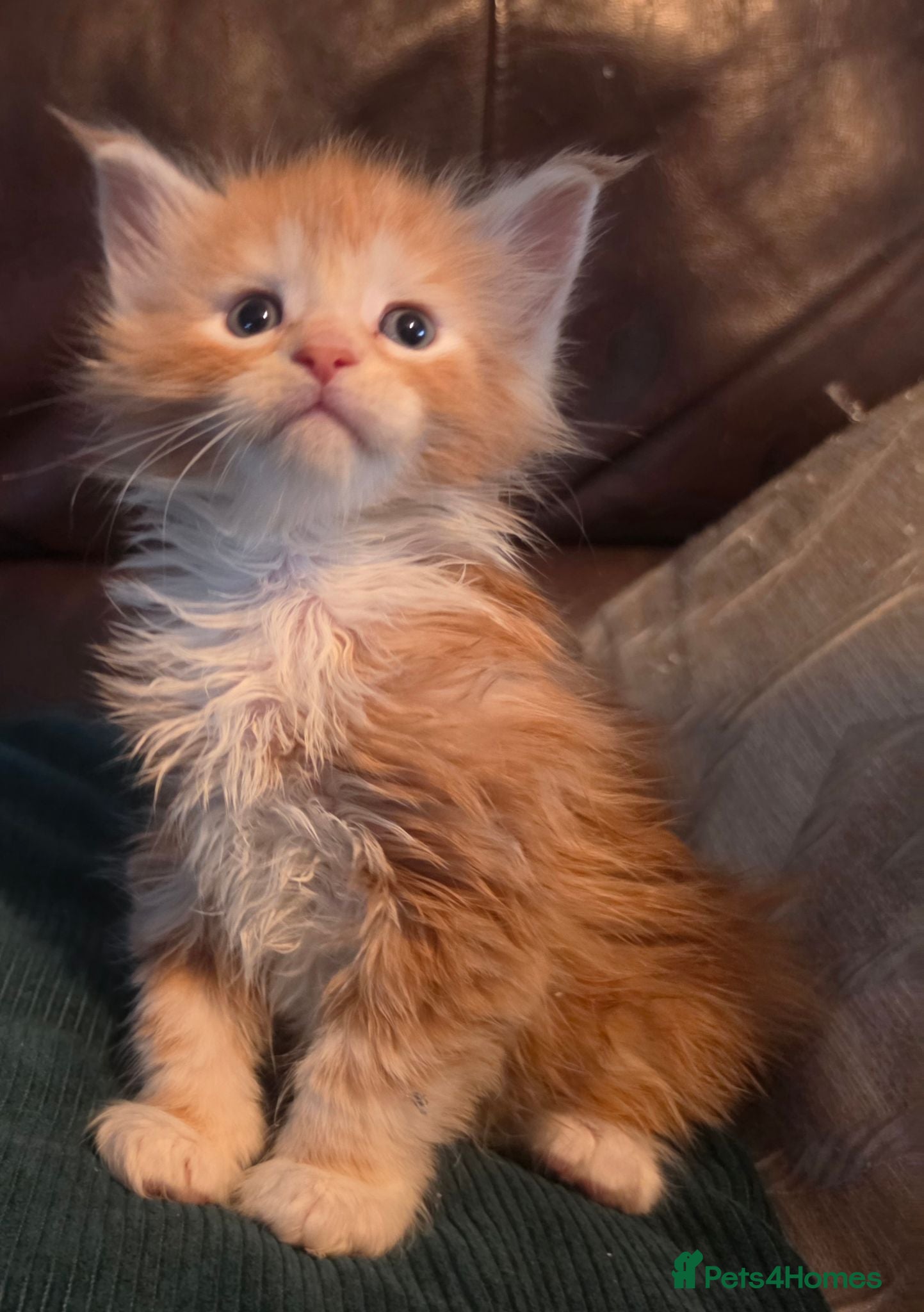 Maine Coon cats Beautiful TICA reg babies available  - Advert 1