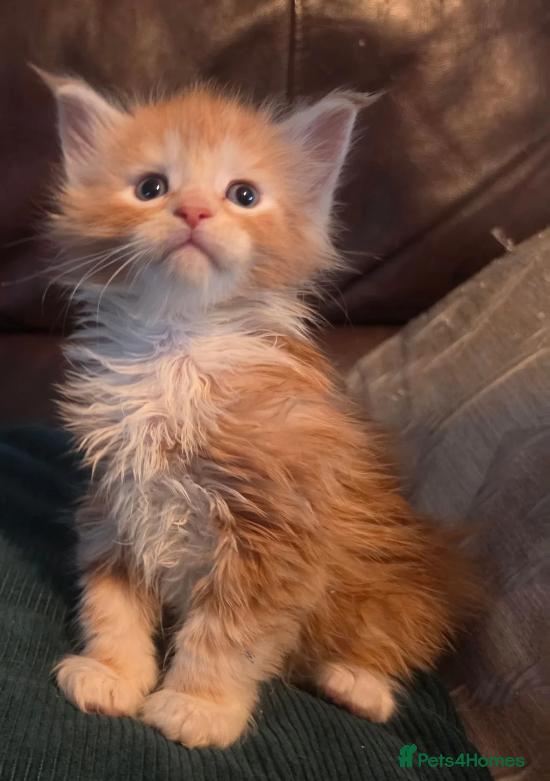 Maine Coon cats for sale: TICA reg babies! last boy ready soon! - Advert 1