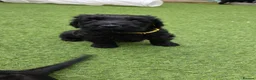Russian Black Terrier dogs for sale: 🐾 RUSSIAN BLACK TERRIER PUPPIES 🐾 - Advert 6