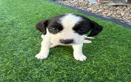 Mixed Breed dogs for sale: 7 stunning cockerjack puppies  - Image 7