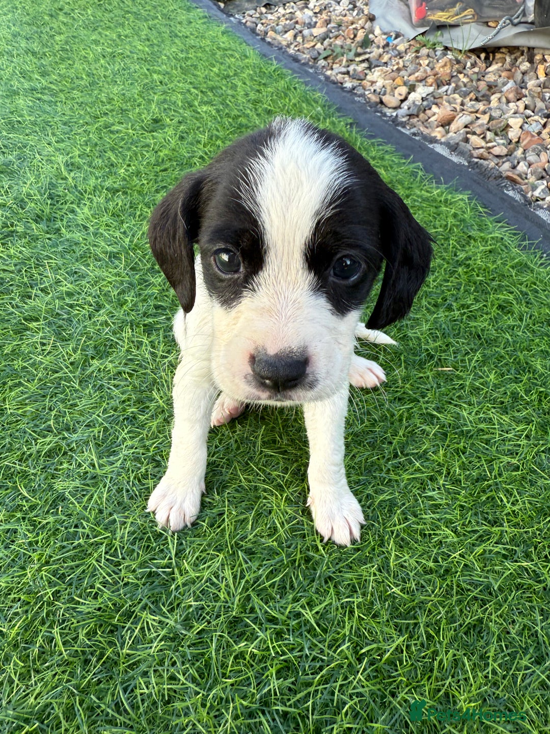 Mixed Breed dogs for sale: 7 stunning cockerjack puppies  - Image 7