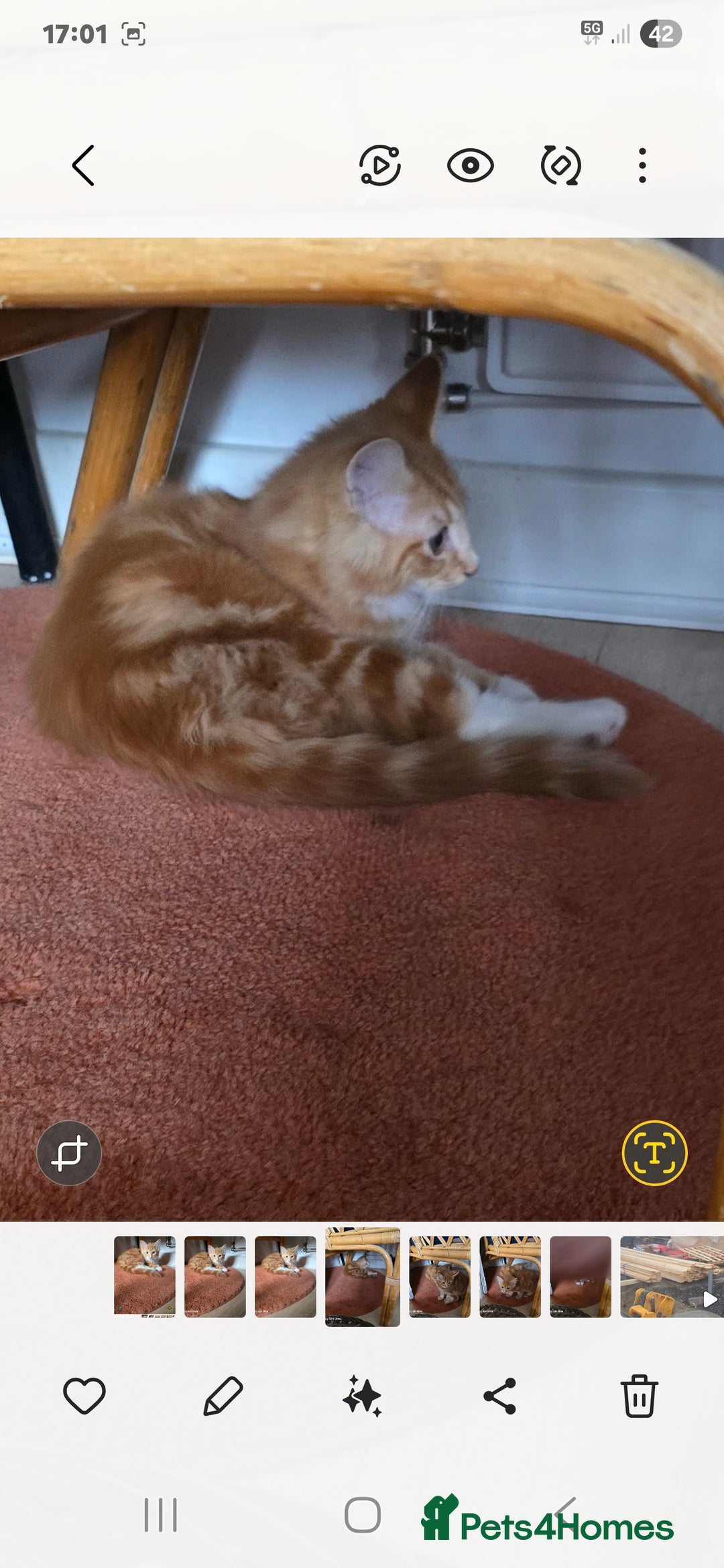 Mixed Breed cats for sale: Kitten - Image 2